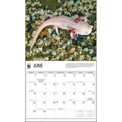 Axolotls World Wildlife Fund Wall 2025 Calendar