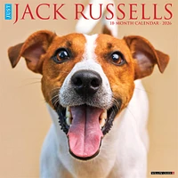 Just Jack Russells 2026 Wall Calendar