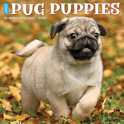 Just Pug Puppies 2026 Wall Calendar