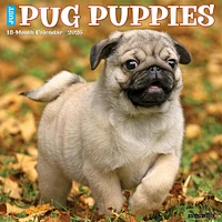 Just Pug Puppies 2026 Wall Calendar