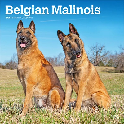 Belgian Malinois 2026 Wall Calendar - Online Exclusive