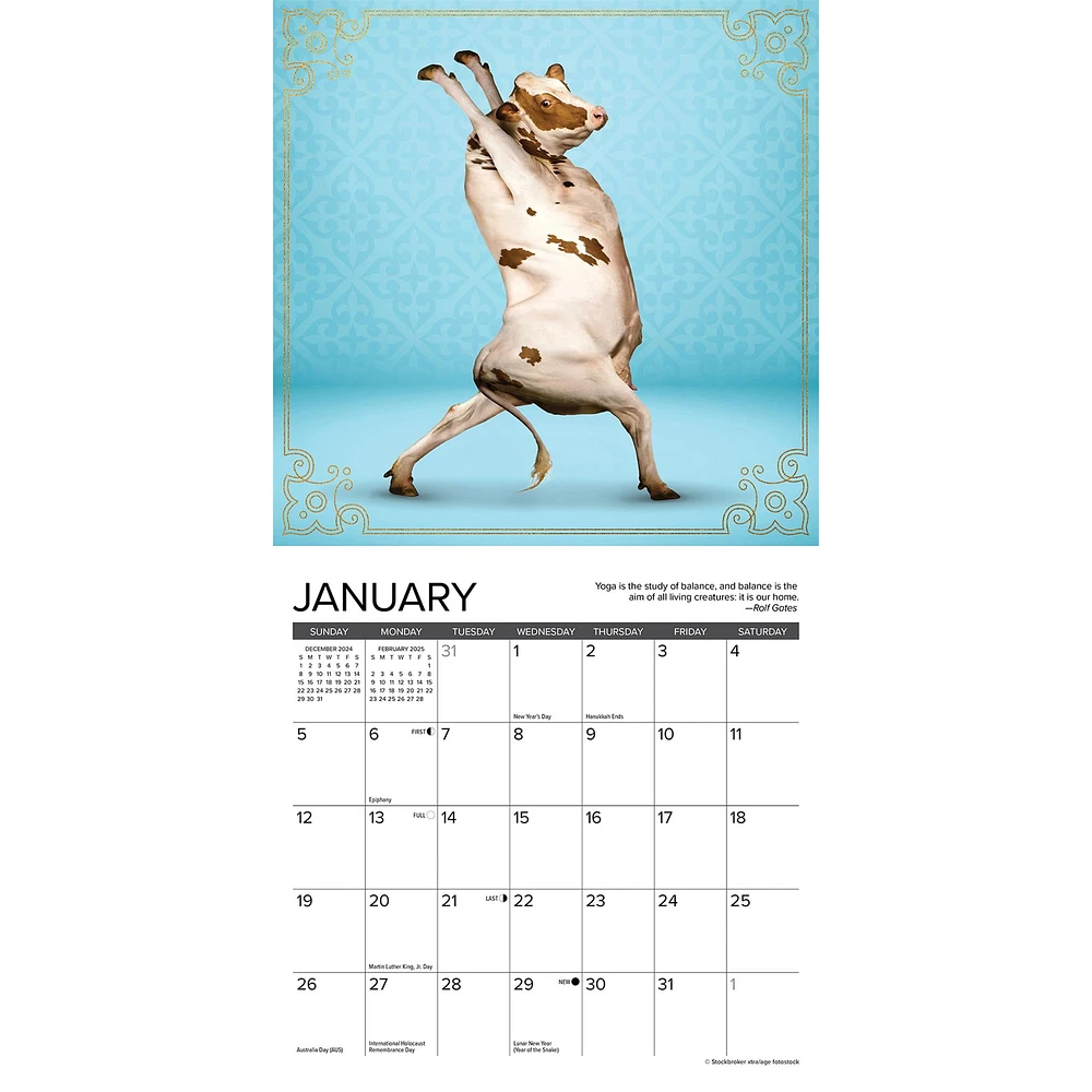 Cow Yoga Mini 2025 Calendar