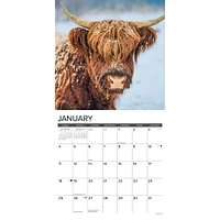 Highland Cows 2026 Wall Calendar - Online Exclusive