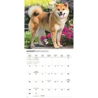 Shiba Inu 2026 Wall Calendar
