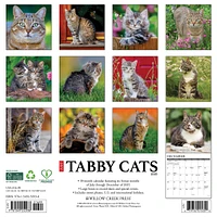 Just Tabby Cats 2026 Wall Calendar - Online Exclusive