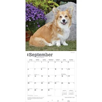 Welsh Corgis Pembroke 2026 Wall Calendar - Online Exclusive