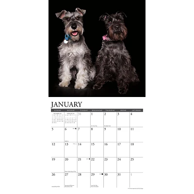 Just Schnauzers Wall 2025 Calendar