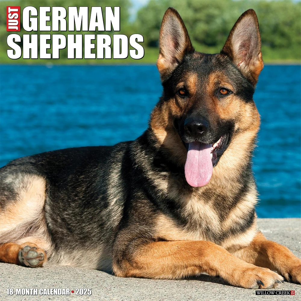 Just German Shepherds Wall 2025 Calendar