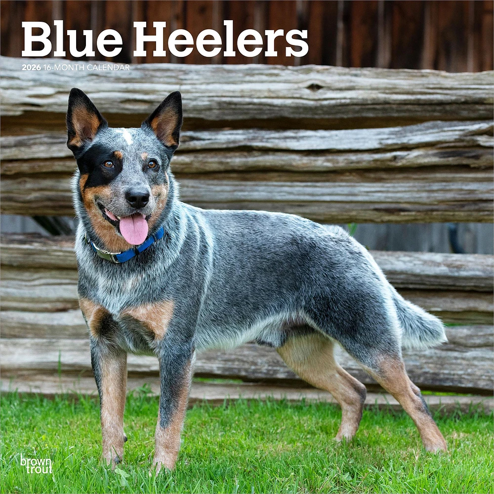 Blue Heelers 2026 Wall Calendar