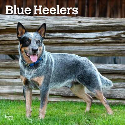 Blue Heelers 2026 Wall Calendar