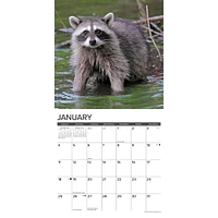 Rascally Raccoons 2026 Wall Calendar