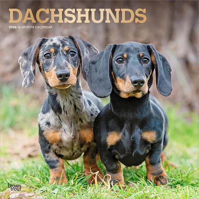 Dachshunds 2026 Wall Calendar