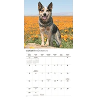 Australian Cattle Dogs 2026 Wall Calendar