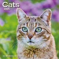 Cats Wall 2025 Calendar