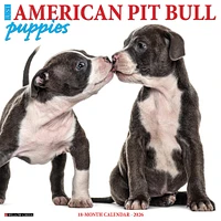 Just  American Pit Bull Terrier Puppies 2026 Wall Calendar - Online Exclusive