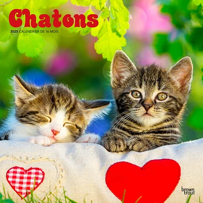 Chatons Wall 2025 Calendar (French)