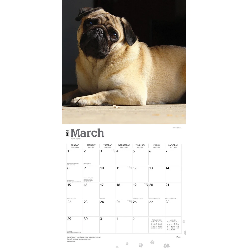 Pugs 2026 Wall Calendar