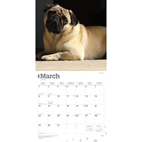 Pugs 2026 Wall Calendar