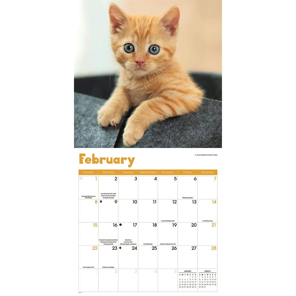Curious Kittens 2026 Wall Calendar