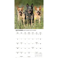 Australian Cattle Dogs 2026 Wall Calendar