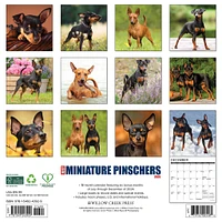 Just Miniature Pinschers Wall 2025 Calendar - Online Exclusive