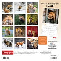 Canadian Geographic Foxes 2026 Wall Calendar - Online Exclusive