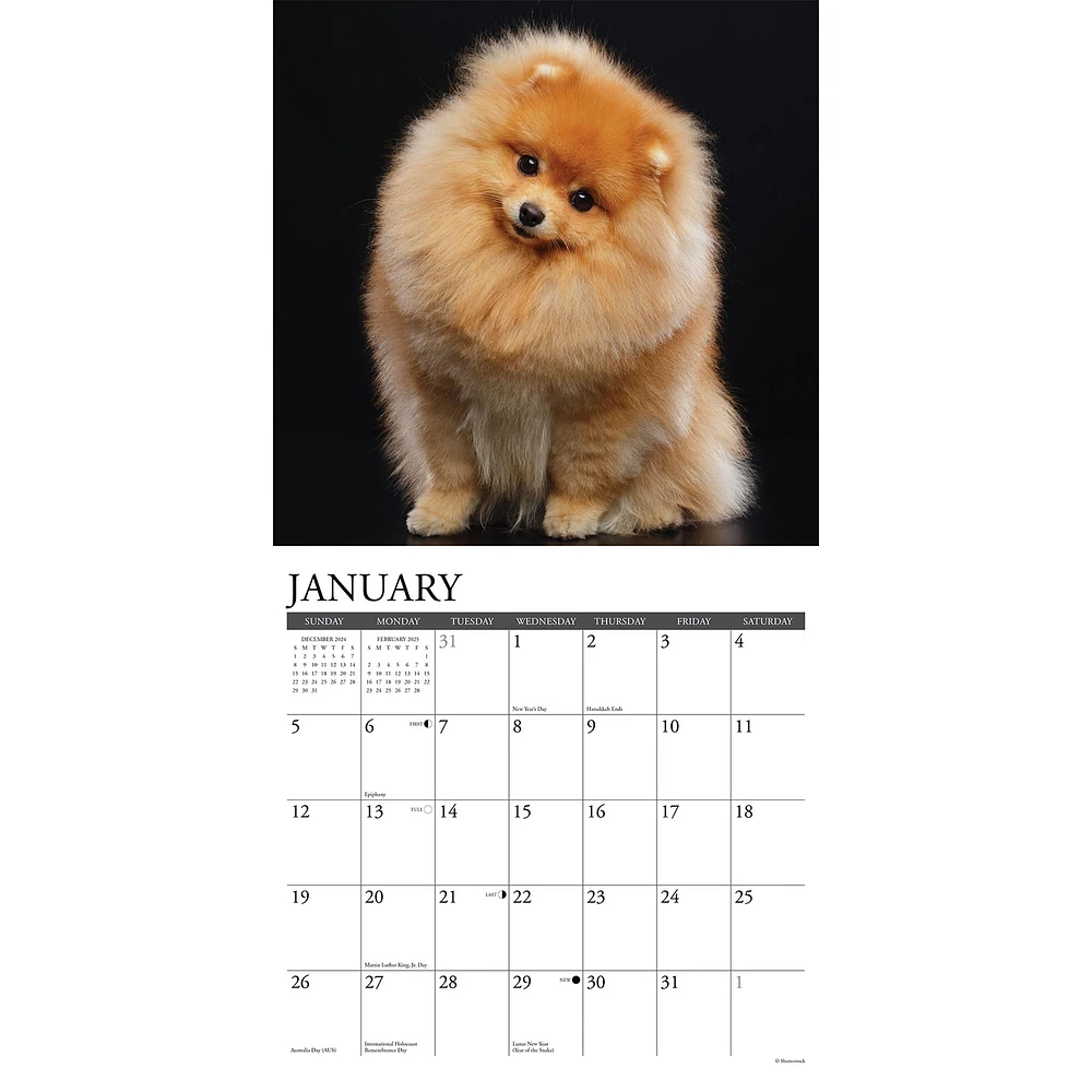 Just Pomeranians Wall 2025 Calendar