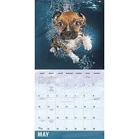 Underwater Dogs 2026 Wall Calendar