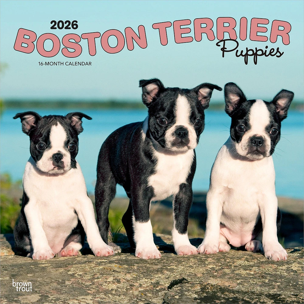 Boston Terrier Puppies 2026 Wall Calendar - Online Exclusive