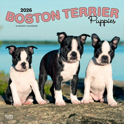Boston Terrier Puppies 2026 Wall Calendar - Online Exclusive
