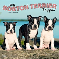 Boston Terrier Puppies 2026 Wall Calendar - Online Exclusive