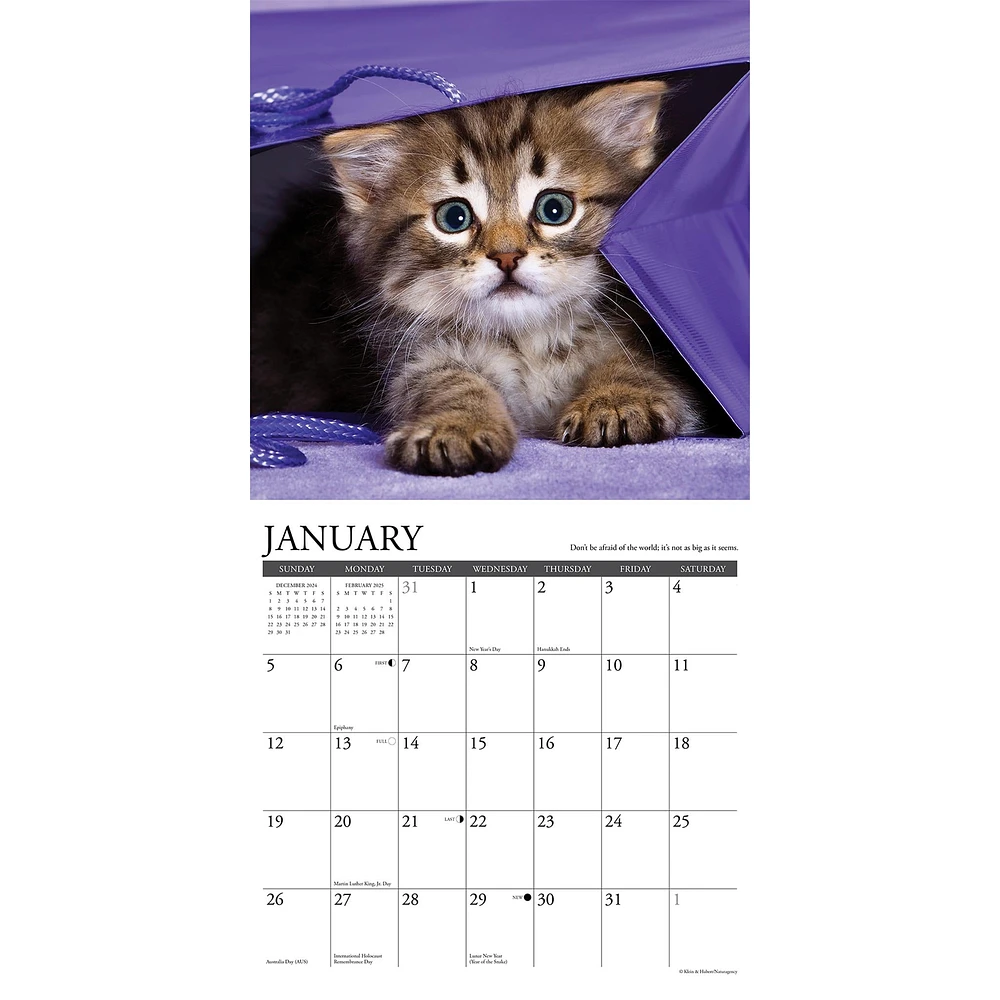 What Kittens Teach Us Wall 2025 Calendar