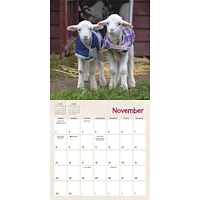 Lambies In Jammies And Goats In Coats 2026 Mini Calendar