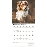 Australian Shepherds 2026 Wall Calendar