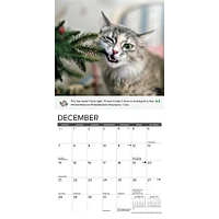 Cat Shaming Wall 2025 Calendar