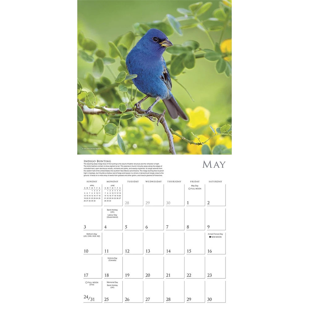 Songbirds Of North America 2026 Wall Calendar