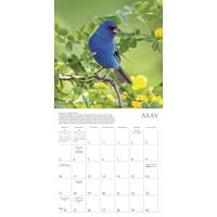 Songbirds Of North America 2026 Wall Calendar