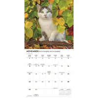 Love Of Cats 2026 Wall Calendar