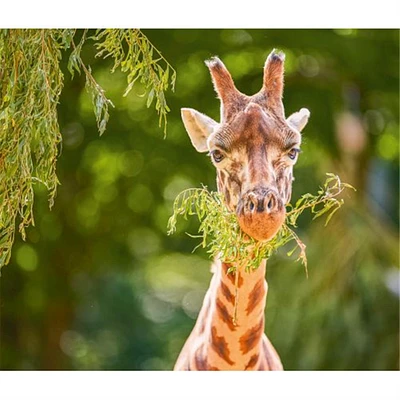 Giraffes World Wildlife Fund Wall 2025 Calendar