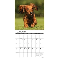 Dachshunds Longhaired 2026 Wall Calendar - Online Exclusive