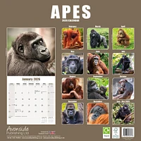 Apes 2026 Wall Calendar - Online Exclusive