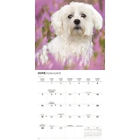 Maltese 2026 Wall Calendar