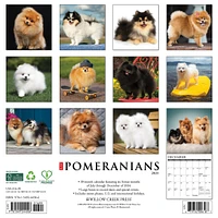 Just Pomeranians Wall 2025 Calendar