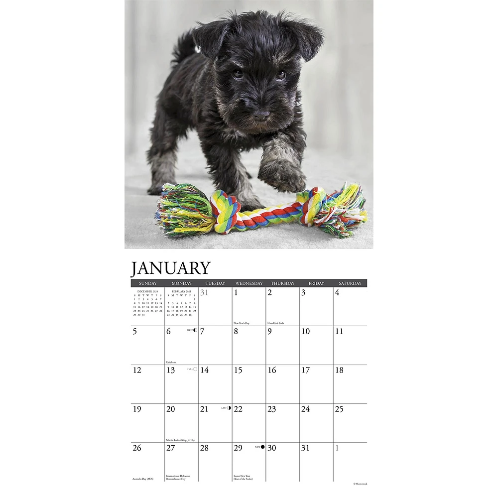 Just Schnauzer Puppies Wall 2025 Calendar