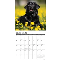 Just Black Labs 2026 Wall Calendar - Online Exclusive