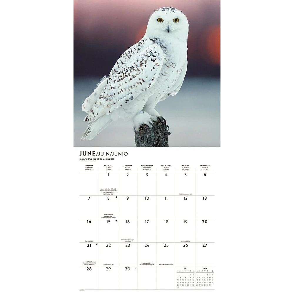 Owls 2026 Wall Calendar