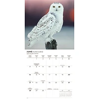 Owls 2026 Wall Calendar