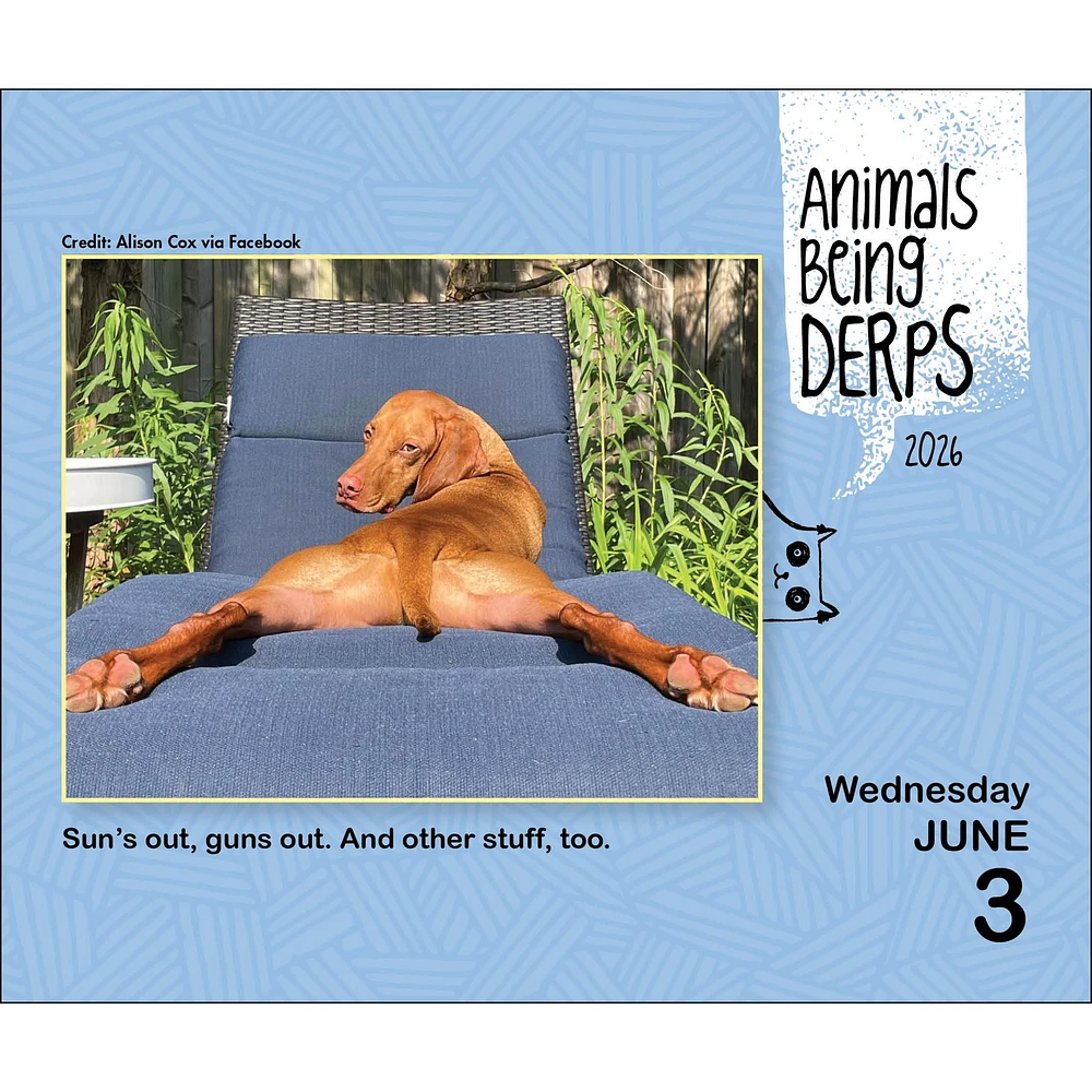 Animals Being Derps 2026 Box Calendar