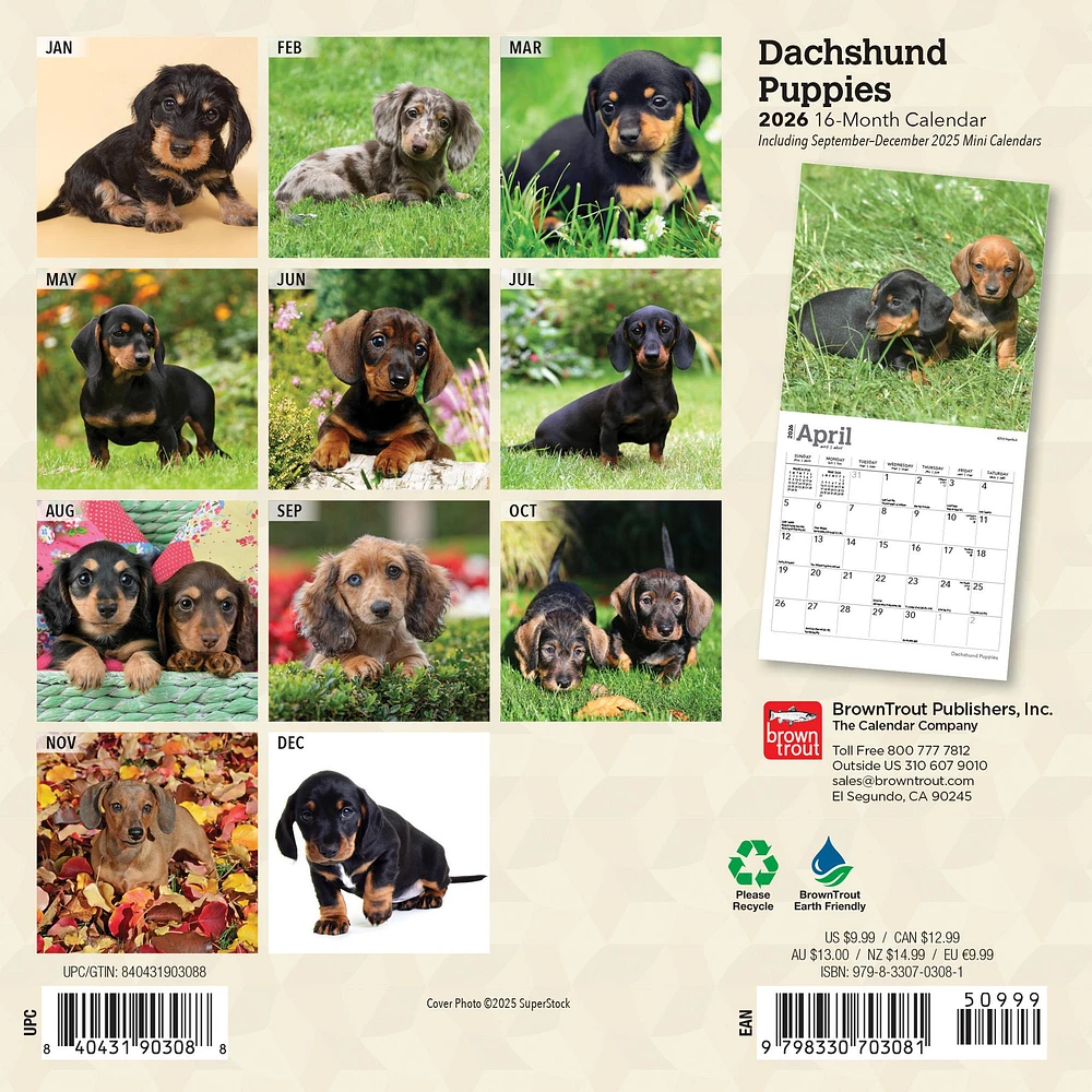 Dachshund Puppies 2026 Mini Calendar