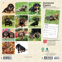 Dachshund Puppies 2026 Mini Calendar